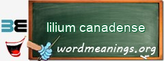 WordMeaning blackboard for lilium canadense